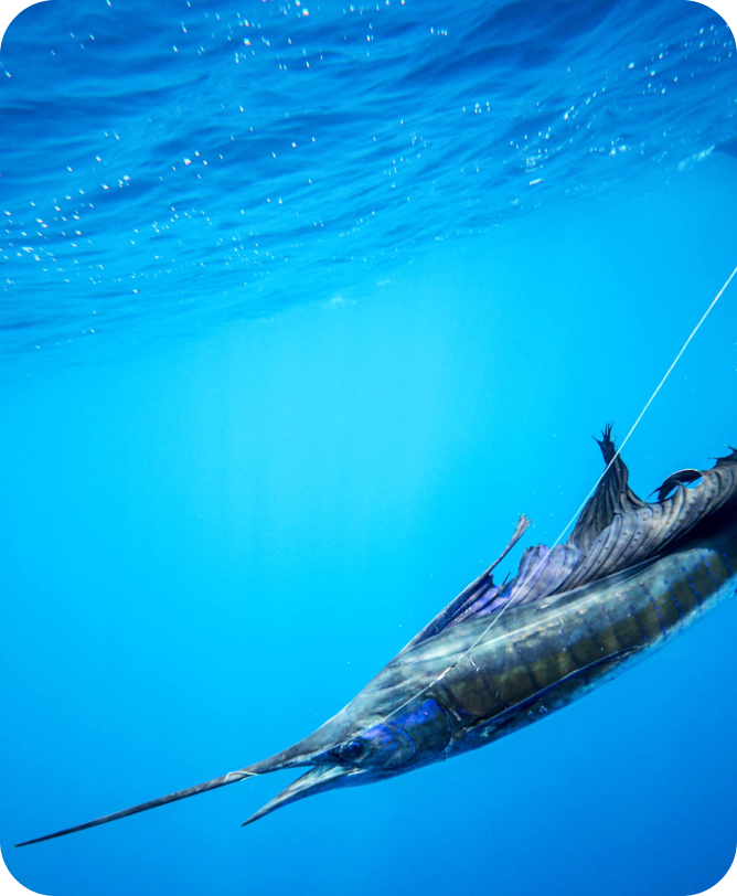 Sailfish underwater in Guatemala waters